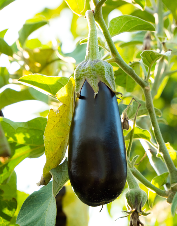 8 delicious ways to cook with eggplant